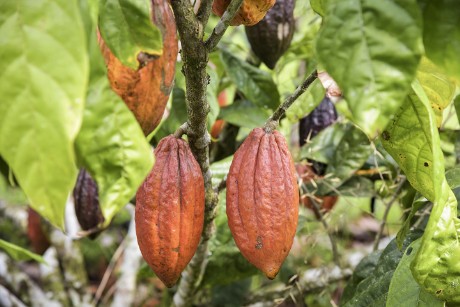 cacao plant